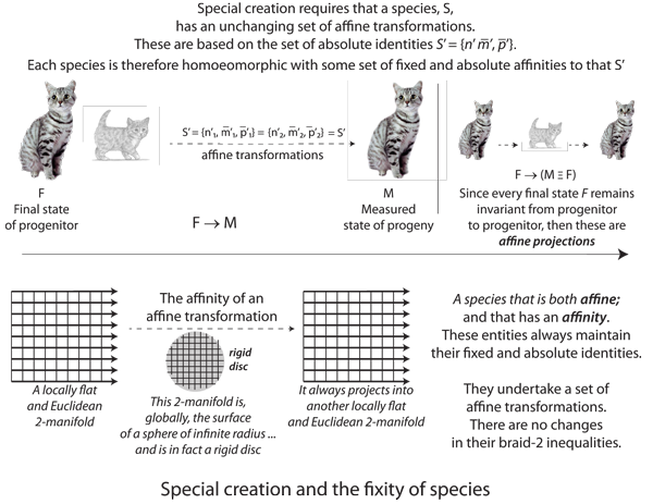 Figure 45: Affine transformations and the fixity of species