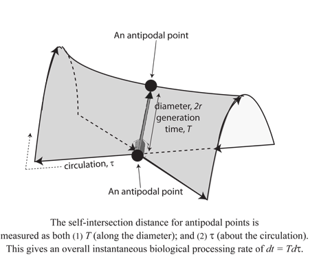Figure 8: A biological generation as Whitney umbrella & self-intersecting ‘pinch point’