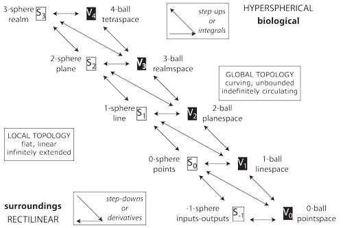 Figure 13: Biovolumes and biosurfaces
