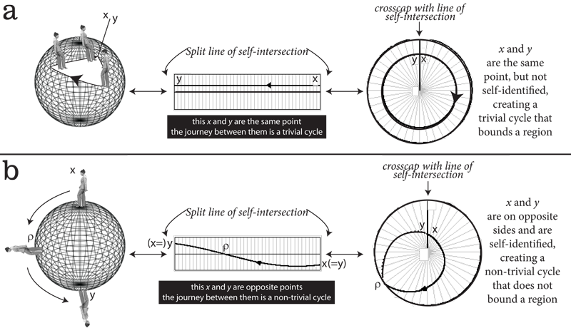 Figure 16: Crosscaps, Möbius strips, and trivial cycles