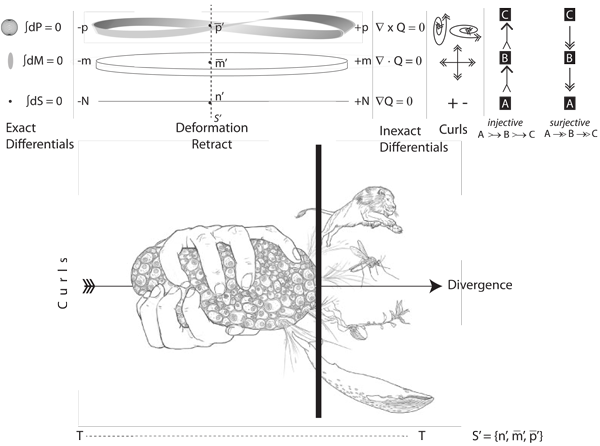 Figure 50: The genesis of a circulation of the generations