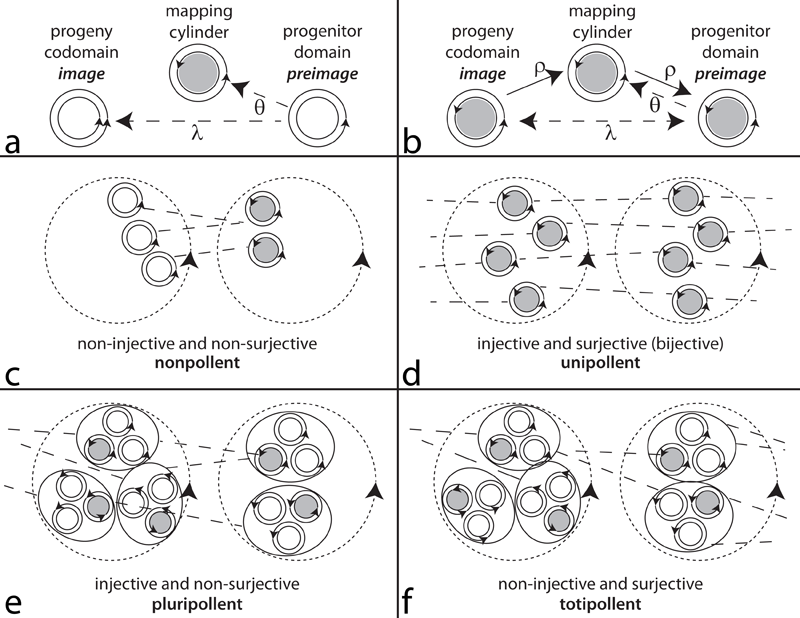 Reproductive and pollency considerations