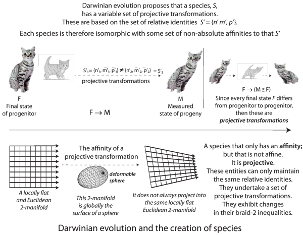 Figure 47: Projective transformations and Darwinian evolution